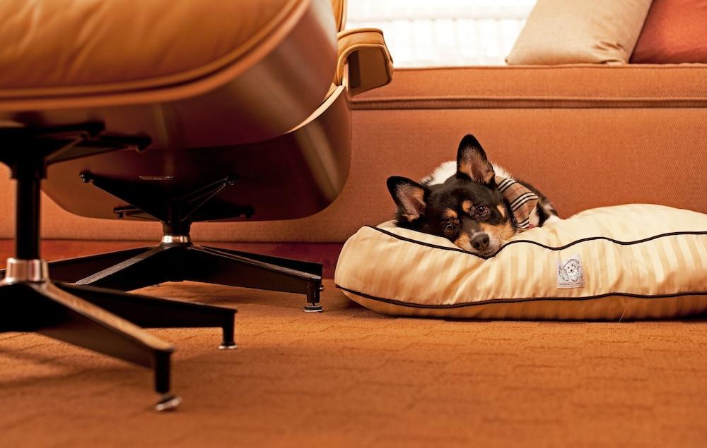 Hyatt Place Gurgaon Udyog Vihar Exteriör bild A dog on a dog bed