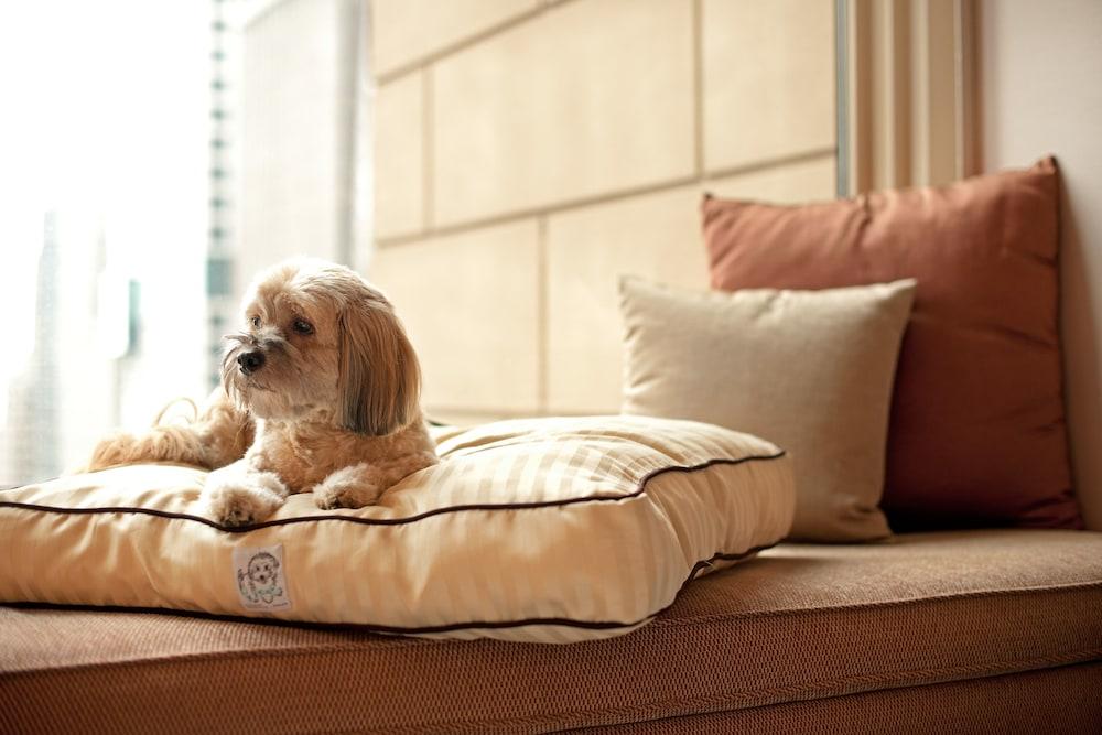 Hyatt Place Gurgaon Udyog Vihar Exteriör bild A dog on a dog bed